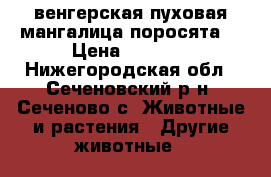 венгерская пуховая мангалица(поросята) › Цена ­ 8 000 - Нижегородская обл., Сеченовский р-н, Сеченово с. Животные и растения » Другие животные   